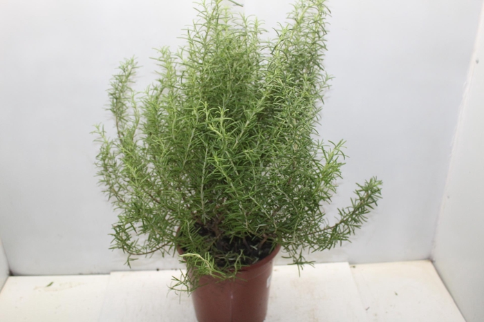 <h4>ALECRIM P24</h4>