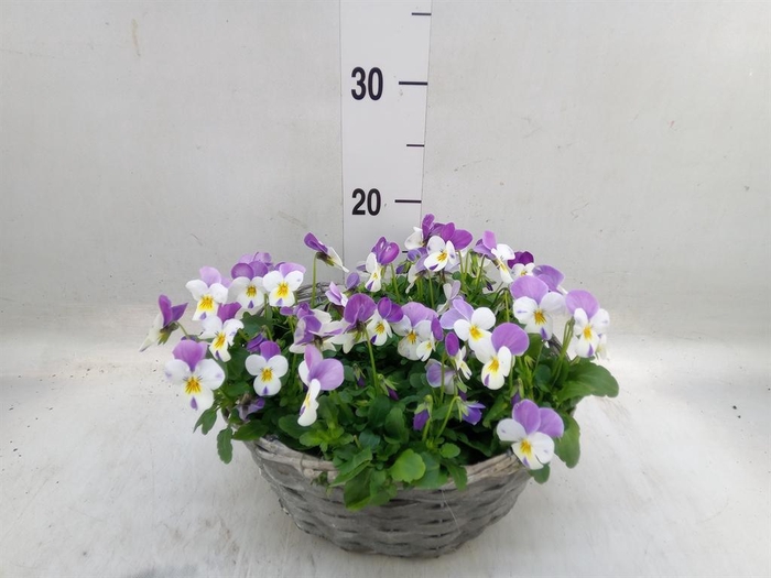 <h4>Viola corn.   ...</h4>