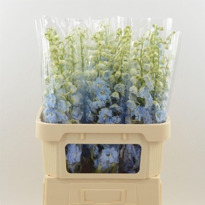 Delphinium Boy