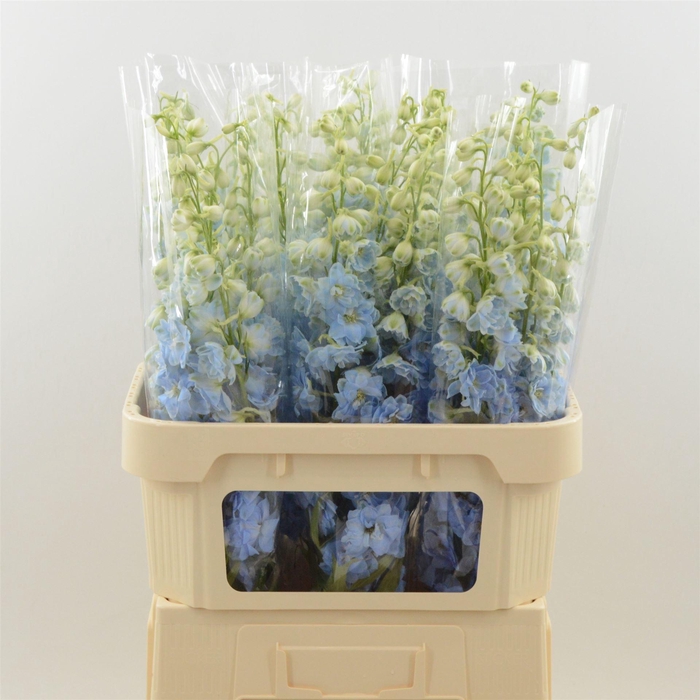 <h4>Delphinium Boy</h4>