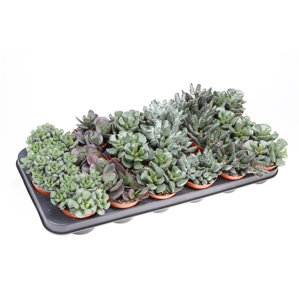 <h4>Adromischus mix</h4>