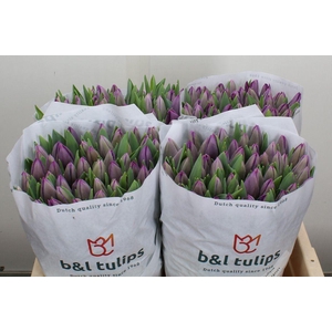 Tulipa EN 'Saigon'