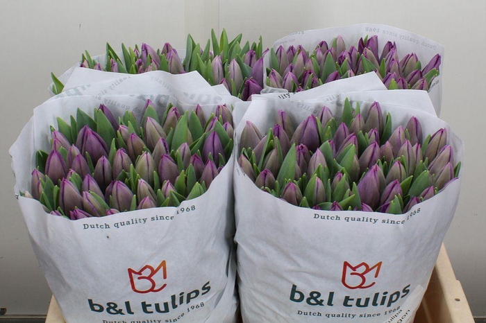 <h4>Tulipa EN 'Saigon'</h4>