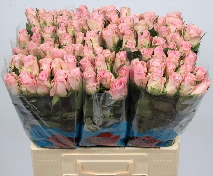 <h4>R GR BISOU@</h4>