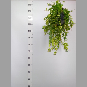 Aeschynanthus  'Pink Polka'