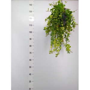 Aeschynanthus 'Pink Polka'