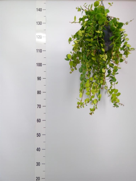 <h4>Aeschynanthus 'Pink Polka'</h4>