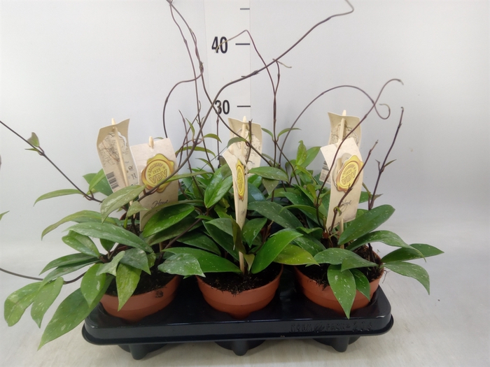 <h4>Hoya carnosa</h4>