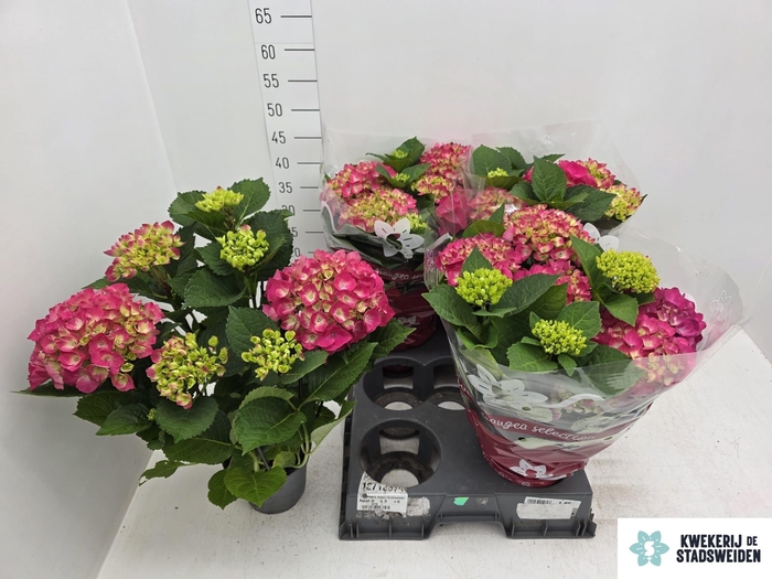 <h4>HYDR M AMSTERDAM</h4>