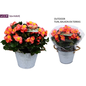 Begonia ''Belove Peach'' Outdoor in Zink Sierpot