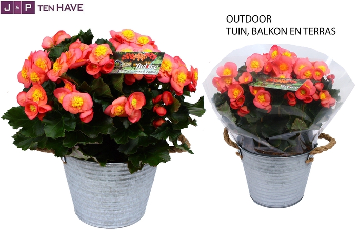 <h4>Begonia ''Belove Peach'' Outdoor in Zink Sierpot</h4>