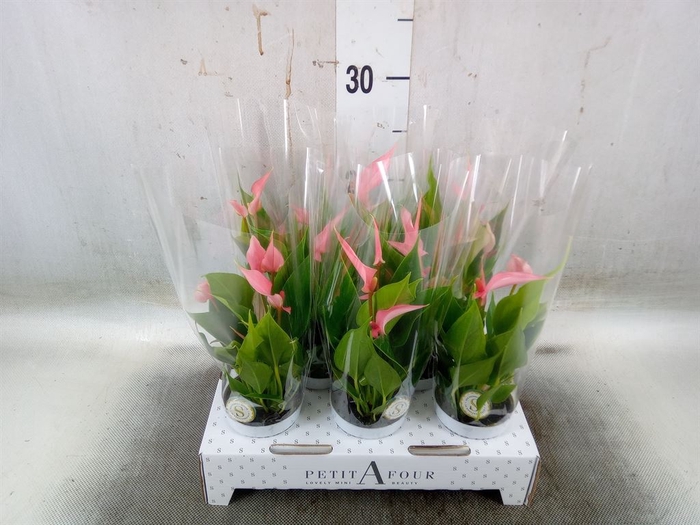 <h4>Anthurium andr. 'Lilli'</h4>