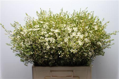 <h4>Chamelauc Ofir</h4>