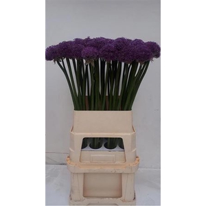 Allium Gladiator