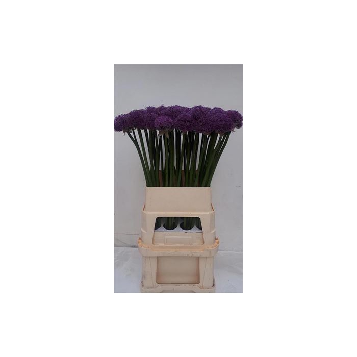 <h4>Allium Gladiator 90cm</h4>