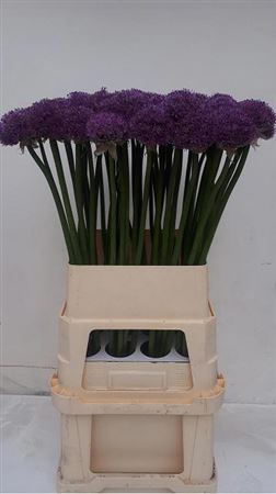 <h4>Allium Gladiator</h4>