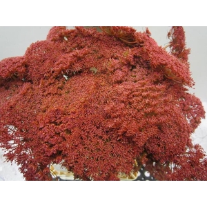 Ammi Vis Green Mist Bordeaux