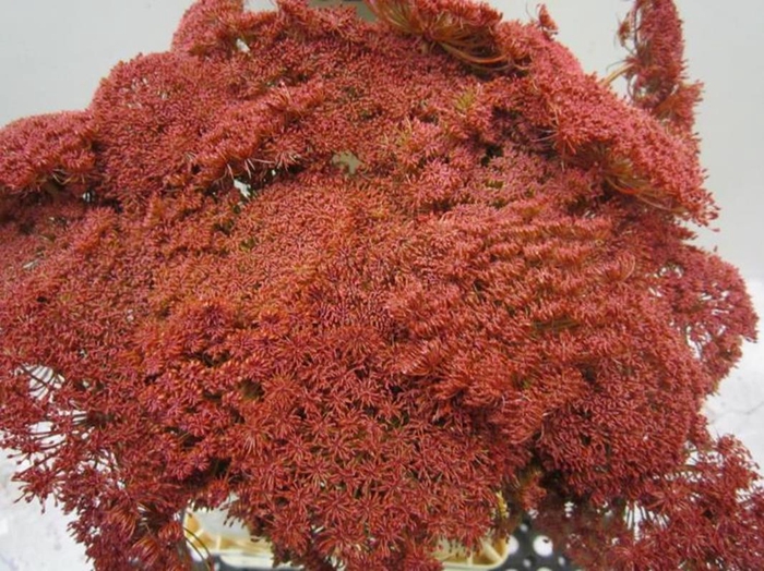 <h4>Ammi Vis Green Mist Bordeaux</h4>