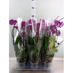 Phalaenopsis  'Elegant Cascade'