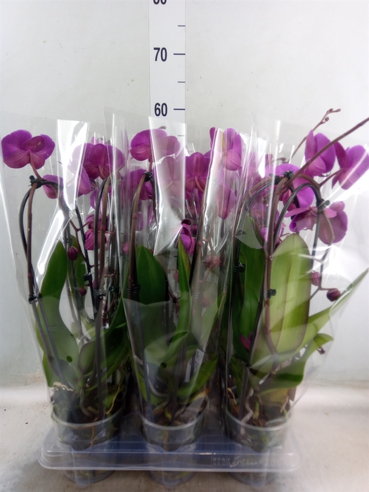 <h4>Phalaenopsis  'Elegant Cascade'</h4>