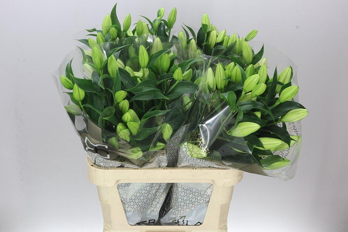 <h4>Lil Or Sorbonne</h4>