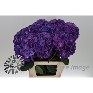 Hydrangea saint tropez