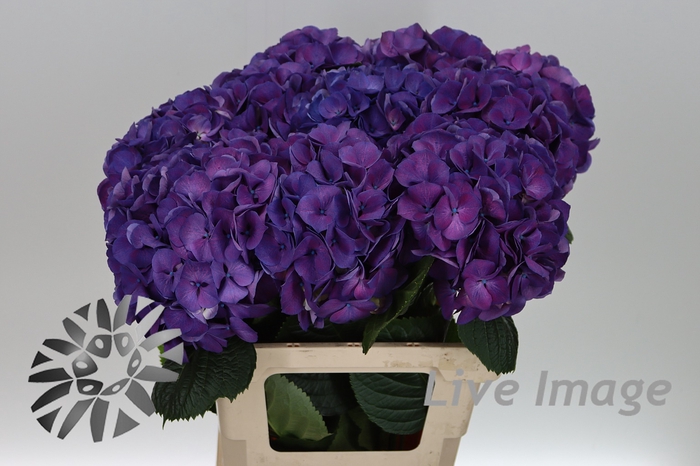 <h4>Hydrangea saint tropez</h4>