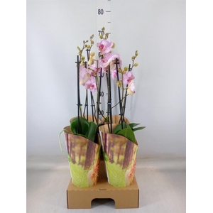 Phalaenopsis  'Candy Crush'