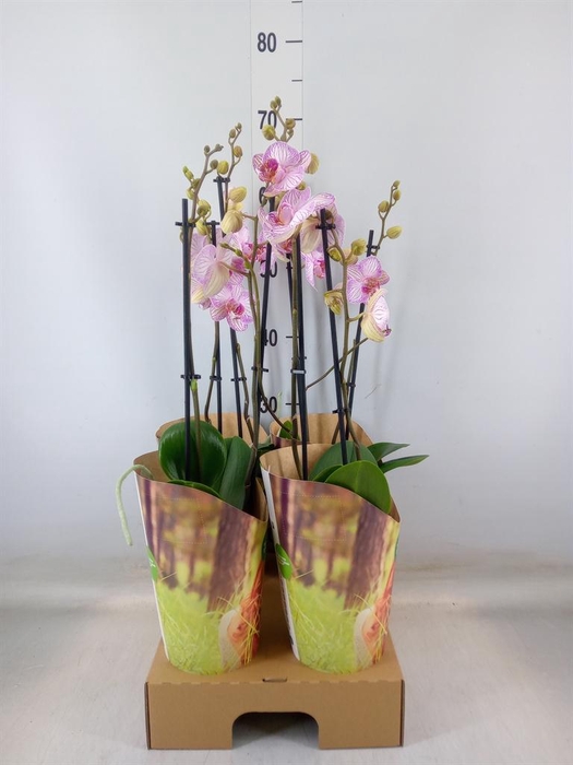 <h4>Phalaenopsis  'Candy Crush'</h4>