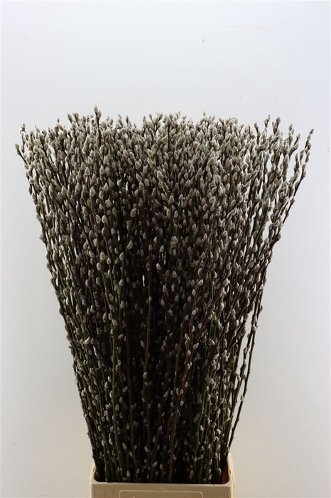 <h4>Salix Wilgenkatjes 120cm P Stem</h4>