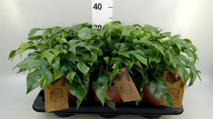 <h4>Rhaphidophora tetrasperma</h4>