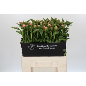 Paeonia Etched Salmon