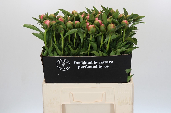 <h4>Paeonia Etched Salmon</h4>