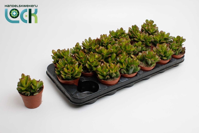 <h4>Crassula Convoluta</h4>