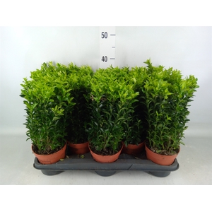 Euonymus japon. 'Green Spire'