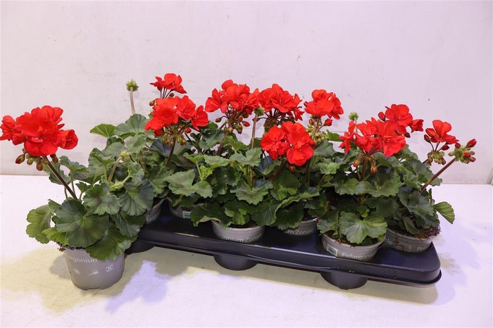 <h4>Pel Zon P Tan D Red</h4>