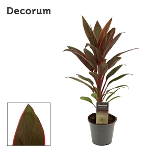 Cordyline fruti. 'Rumba'