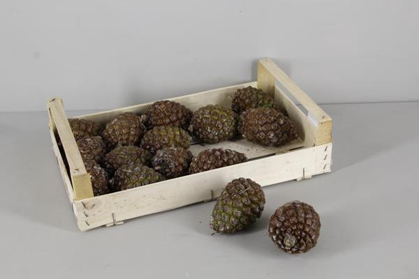 <h4>Pine Cone Middel</h4>