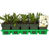 Leucanthemum maximum
