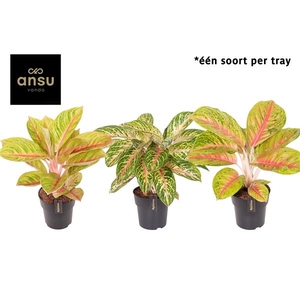 Aglaonema Pink Surprise Tray