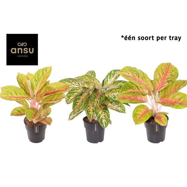 <h4>Aglaonema Pink Surprise Tray</h4>