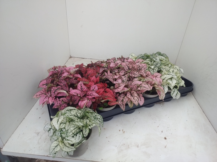 <h4>HYPOEST GEM</h4>