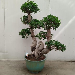 Ficus Ginseng 'Dragon Trunk' 50 cm