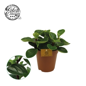 Peperomia Obtusifolia Red Canyon 15cm