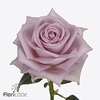 Rosa large lovely auqa!