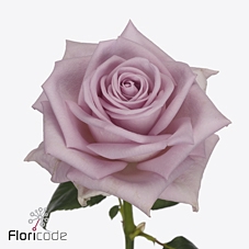 <h4>Rosa large lovely auqa!</h4>
