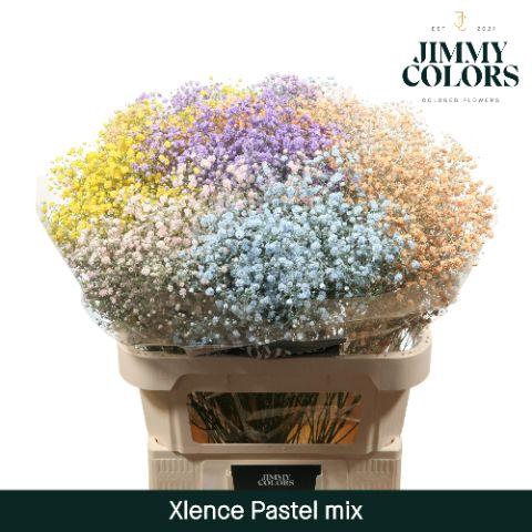 <h4>Gyps Xlence L80 Pastel Mix</h4>