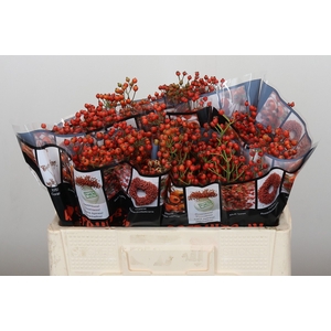 Rozenbottel Autumn Rosefruits