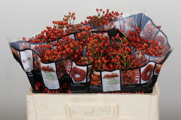Rozenbottel Autumn Rosefruits