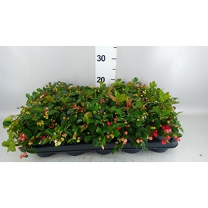Gaultheria proc. 'Big Berry'